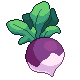 Turnip